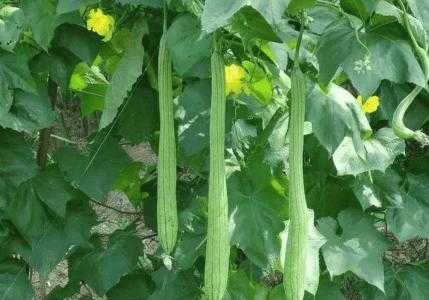 北方适合种什么果子蔬菜