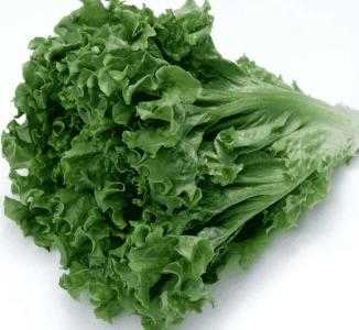 种什么菜适合草鱼