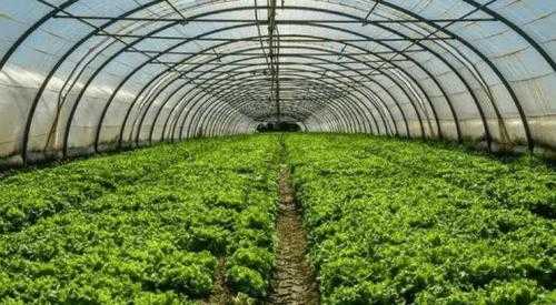 大棚蔬菜适合什么温度种