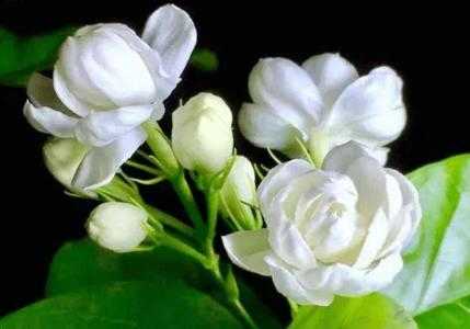 家里种茉莉适合什么茉莉