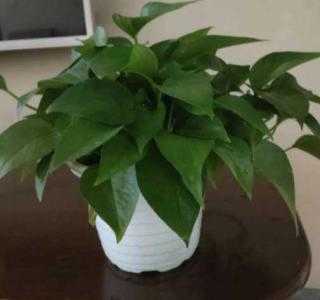 厂房花盆适合种什么花草