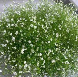 3月适合种什么花
