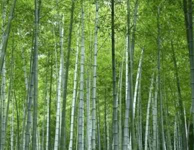 什么土质适合种毛竹