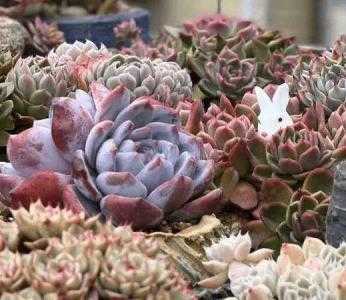 紫砂花盒适合种什么