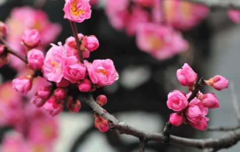 古代适合种什么花草
