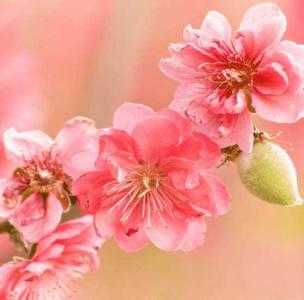 什么土适合种桃花