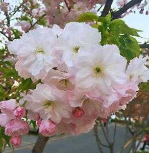 春分适合种什么节日