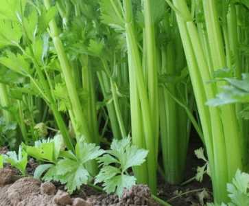 山阴适合种什么菜籽