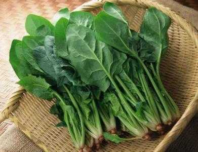 移动菜园适合什么种什么菜