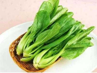 冬季什么菜适合种在室内