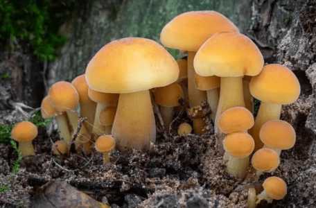 永州适合种什么大棚