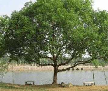 公园适合种什么风景树