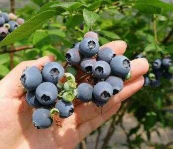 南方适合种什么蓝莓