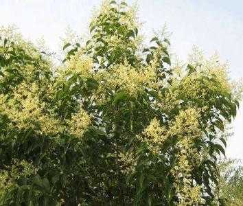 无锡地区适合种什么树木