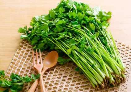 香菜适合与什么菜一起种