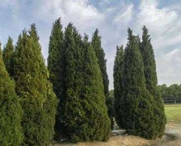 东川山地适合种什么树木