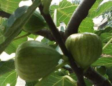 夏天秋天适合种什么树