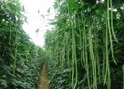 平原适合种什么豆角