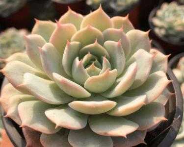 屋顶花坛适合种什么植物