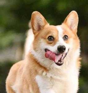 许昌适合养什么狗