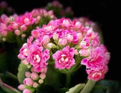长寿花适合种什么土质
