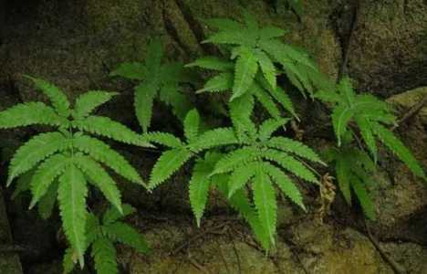 什么植物适合小区种
