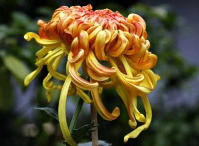 什么季节适合种菊花