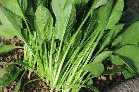 冬季大连适合种什么菜