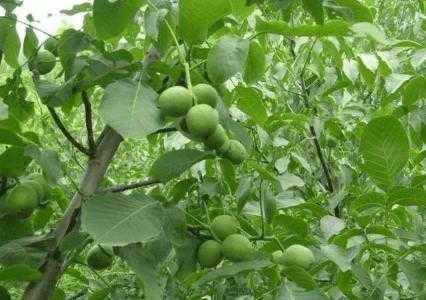 应县适合种什么树