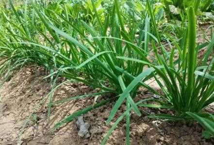 通辽适合种什么韭菜