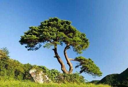 重庆山上适合种什么树