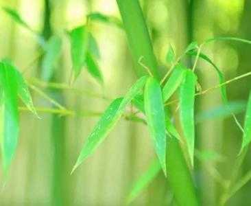 江浙地区适合种什么植物呢