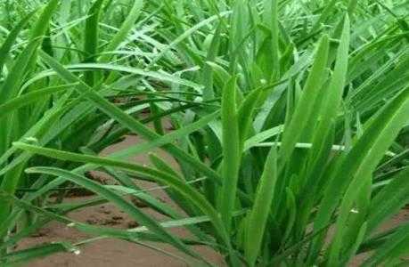 不朝阳适合种什么菜