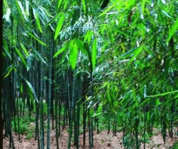 竹林下适合种什么水果