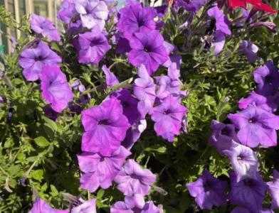 金属花盆适合种什么花呢