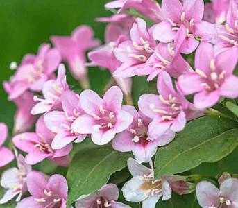 沧州这个季节适合种什么