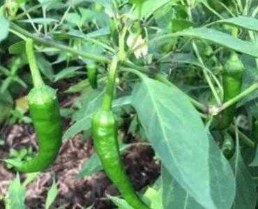 现在镇江适合种什么菜