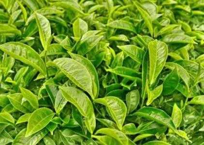 什么名茶适合在北方种