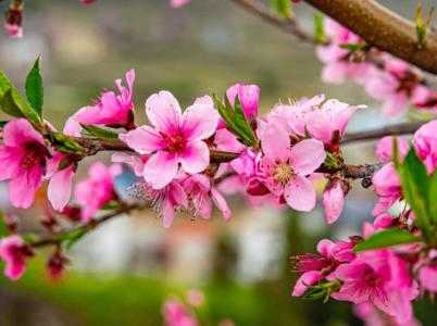 长治春天适合种什么花