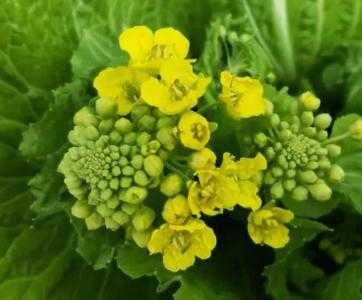 什么天气适合种白菜花