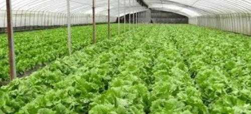 夏天种什么菜适合大棚里种