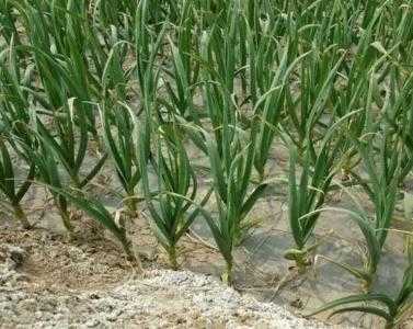 种大葱的地适合种什么菜