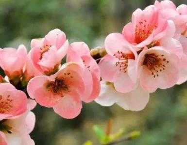 房间朝西适合种什么花呢