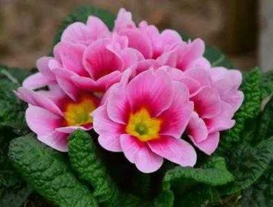 春节农村适合种什么