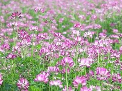 夏天适合种什么蜜源
