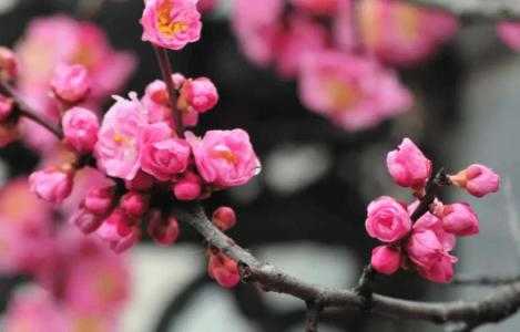家庭适合种什么香花