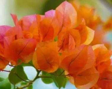 福建现在适合种什么花草