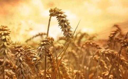 秦皇岛适合种什么小麦