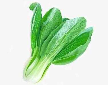 广东春季适合种什么青菜