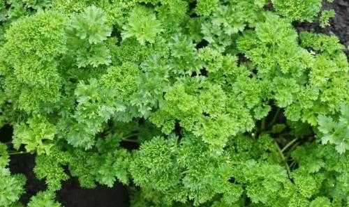 欧芹适合什么季节种